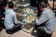 برخورد قضائی با پرنده‌فروشان دوره‌گرد